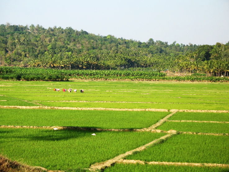 3. Wayanad