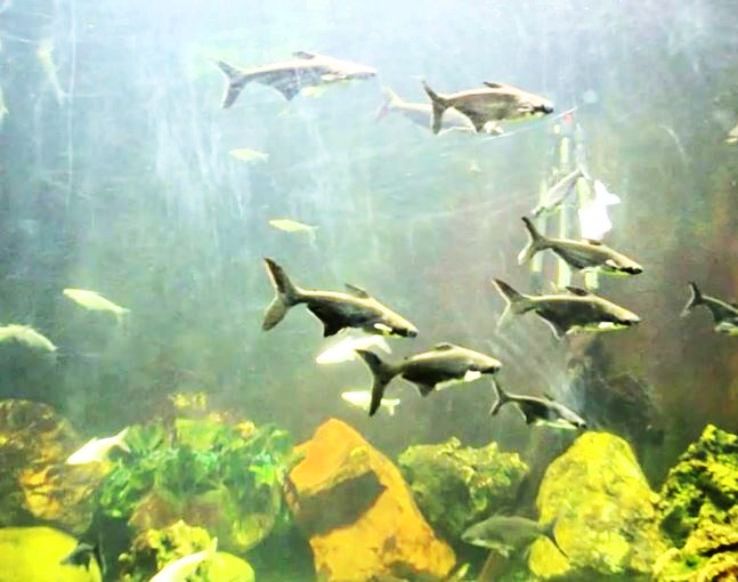 Aquarium Bagh e Bahu