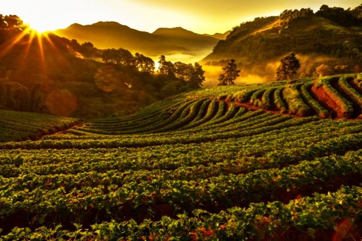 Mangalam Tea Estate