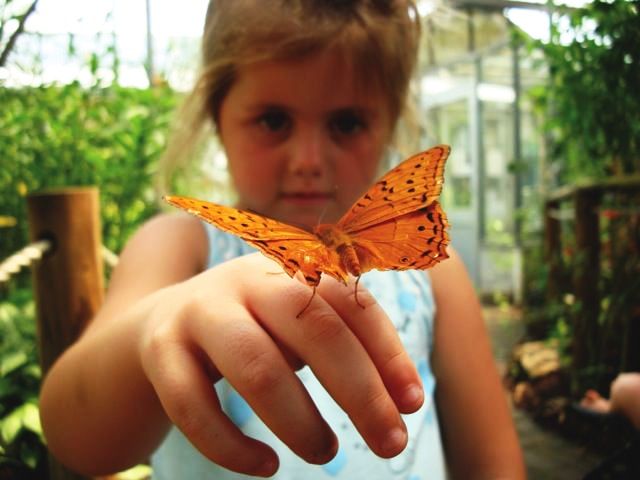 COFFS HARBOR BUTTERFLY HOUSE, AUSTRALIA 