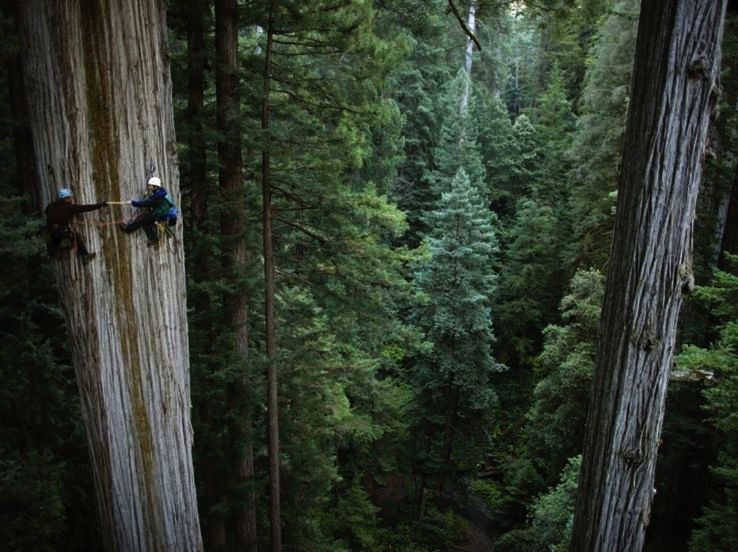 Climbing Redwoods