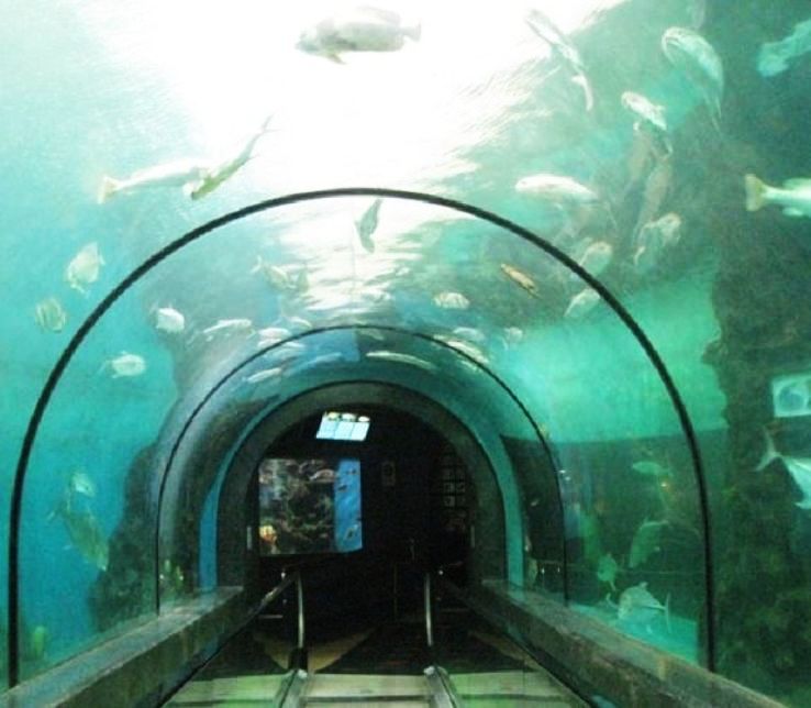 The Aquarium
