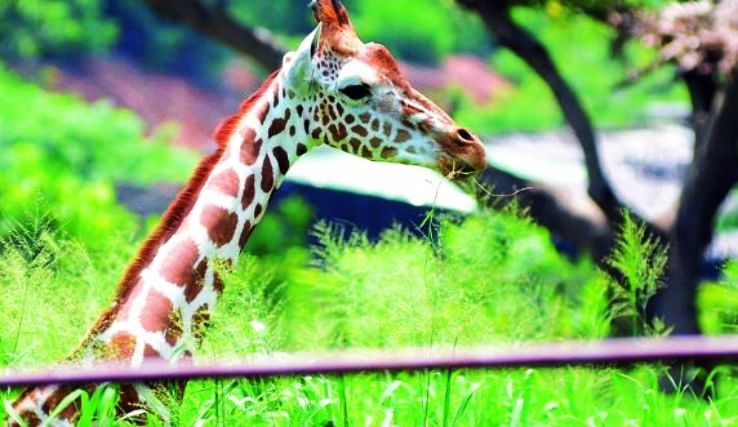 Indira Gandhi Zoological Park