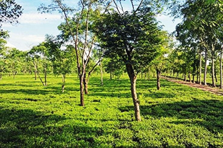 Ghograjan Tea Estate