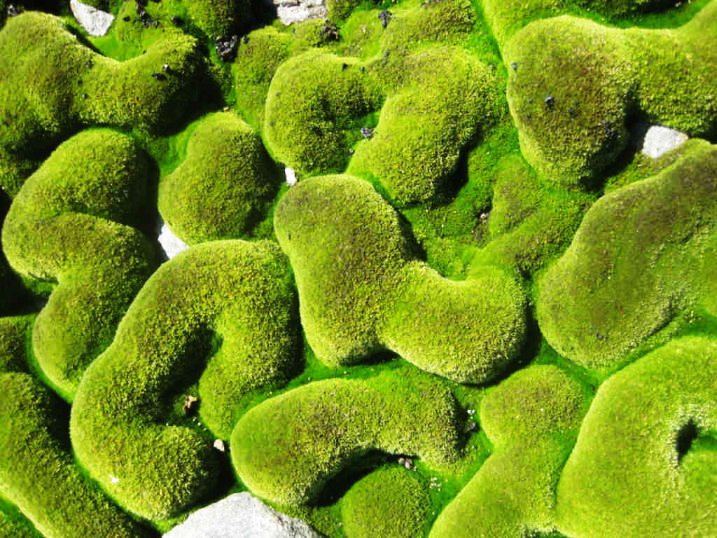 ANTARCTIC MOSS 