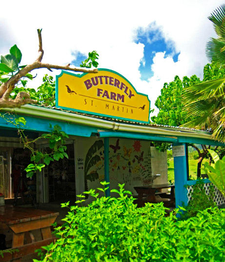 THE BUTTERFLY FARM, CARIBBEAN 