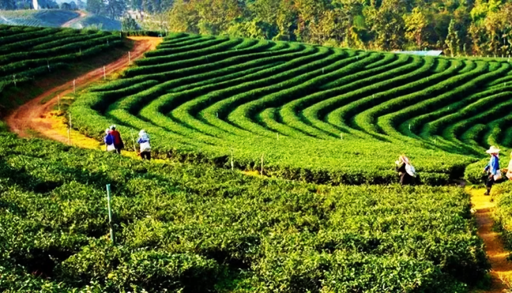 Manohari Tea Estate
