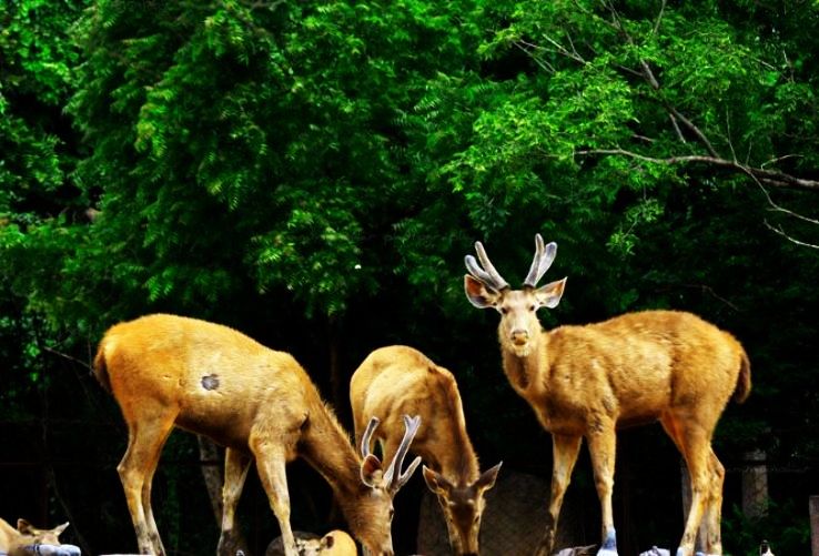 Nehru Zoological Park