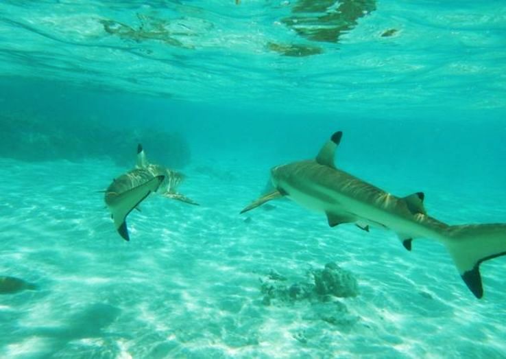Day 3: Moorea; Meeting the Sharks