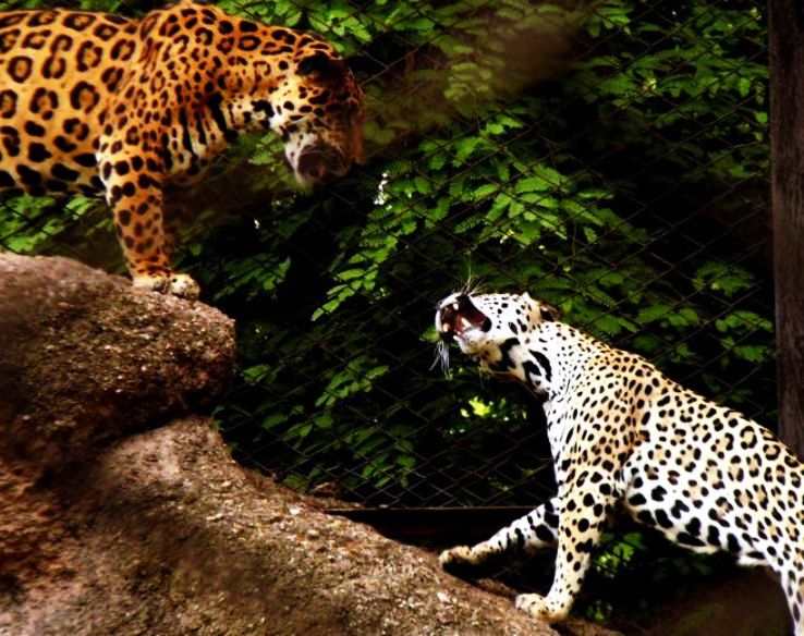 Sakkarbaug Zoological Park