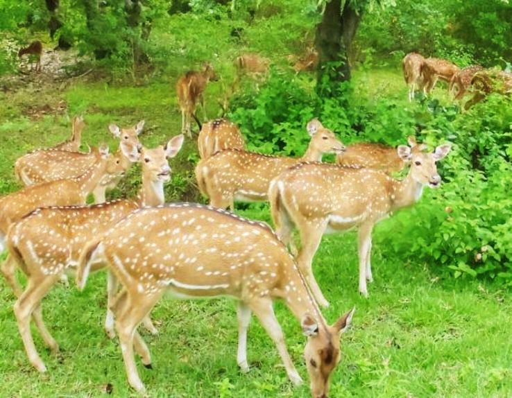 Sri Venkateswara Zoological Park