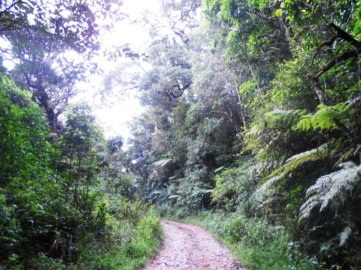 3. Anamudi Shola National Park