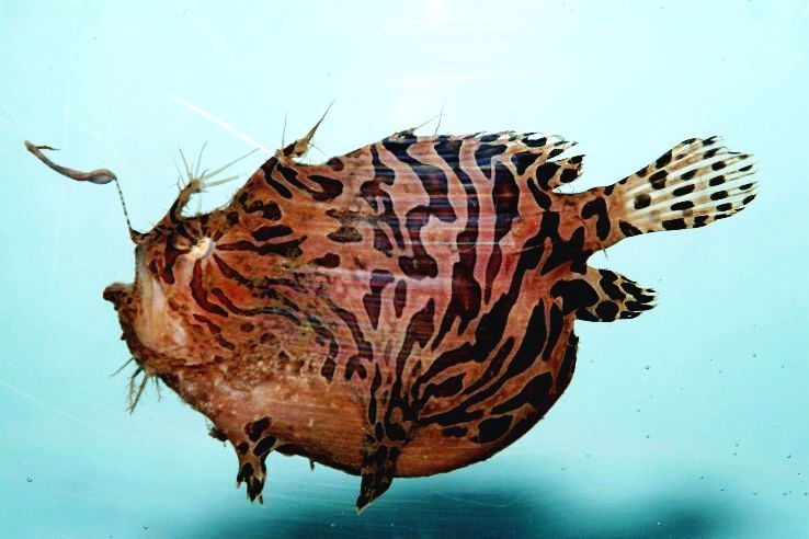 Anglerfish