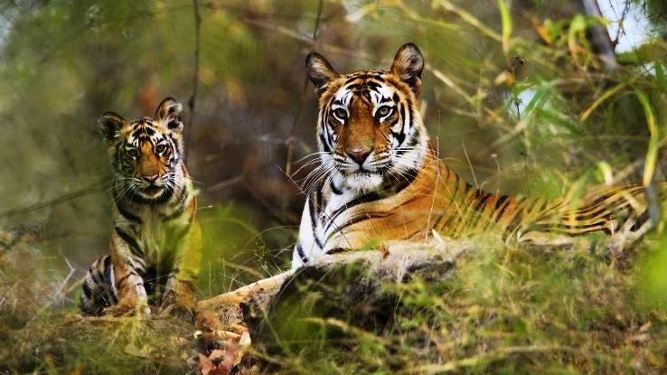 Pench National Park