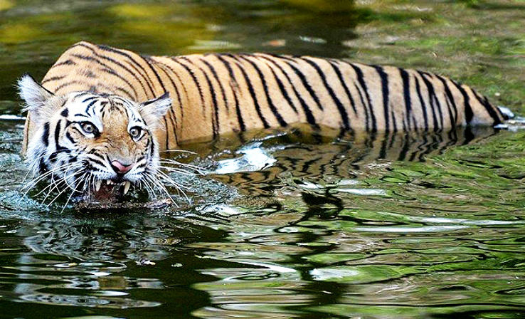 Bandhavgarh National Park