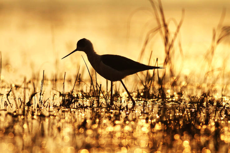 Sultanpur Bird Sanctuary