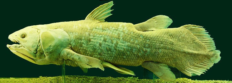 Coelacanth