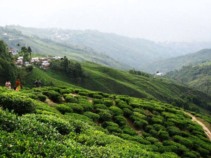 6. Darjeeling