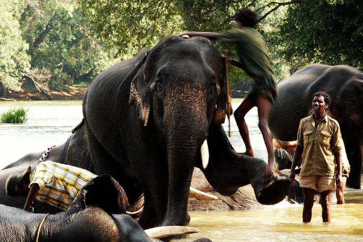 Dubare Elephant Camp