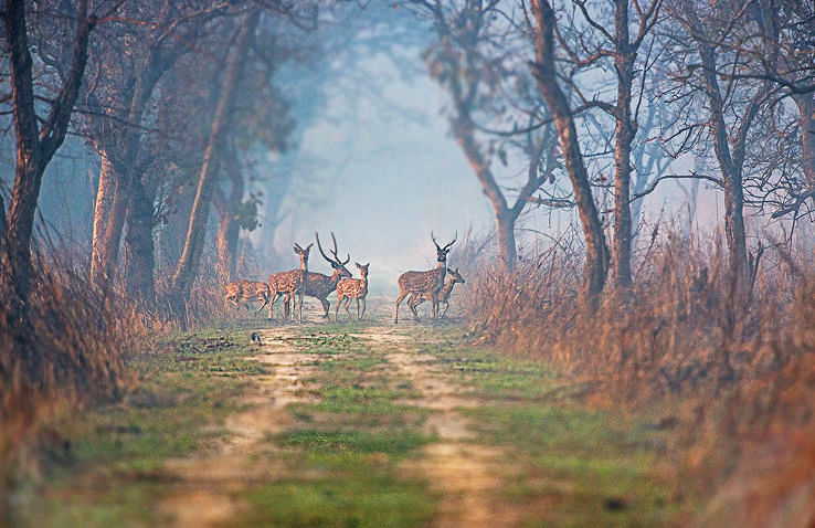 3. Dudhwa National Park