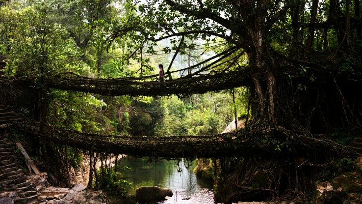 5 Root Bridges