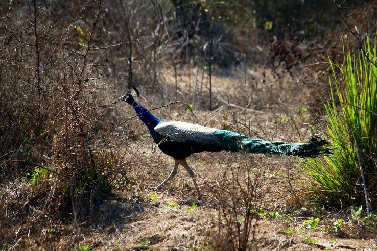 Keoladeo Ghana National Park - Bharatpur