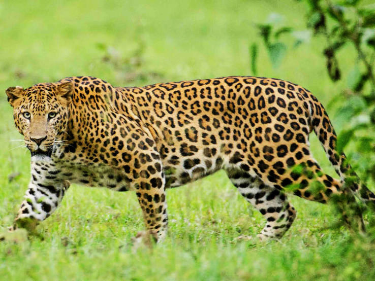 2. Nagarhole National Park