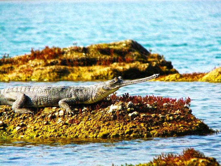 National Chambal Wildlife Sanctuary