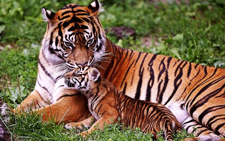 Corbett National Park