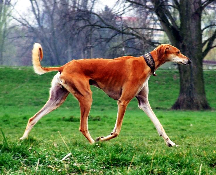 9. Saluki