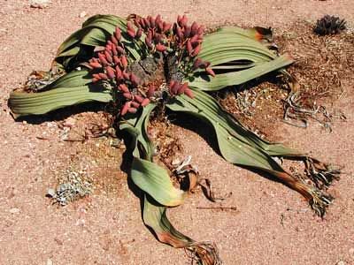 WELWITSCHIA 