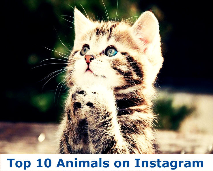 Top 10 Animal Instagram Accounts Hello Travel Buzz Top 10 Animal Instagram Accounts Hello Travel Buzz