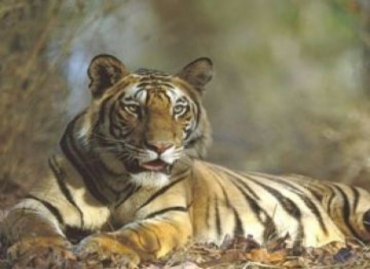 Bandhavgarh National Park