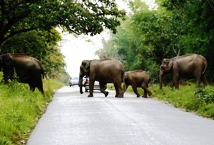 Bandipur National Park