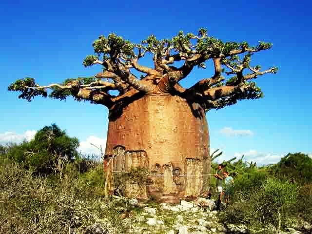 BAOBAB 