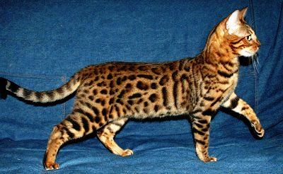 10 Most Expensive Pets