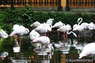 bird paradise langkawi park wildlife most actresses april places enquire agent package chat friday stories