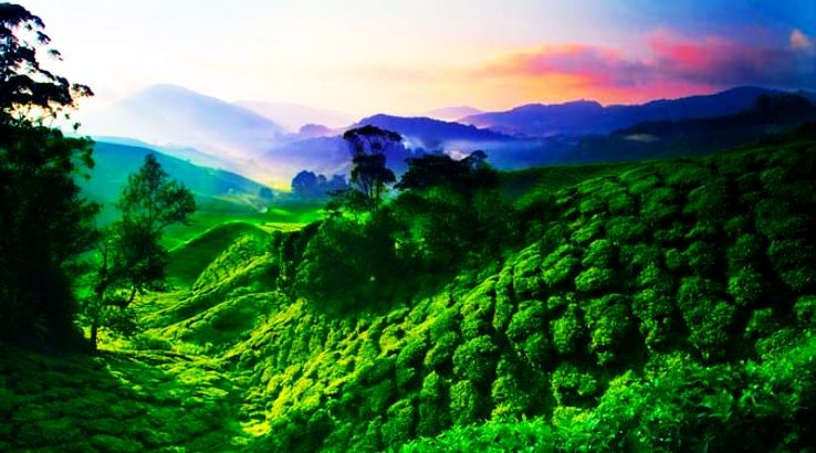 cameron-highlands_1425815446u43.jpg