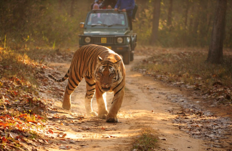 Kanha National Park