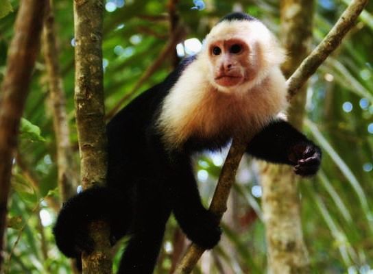 Capuchin Monkey
