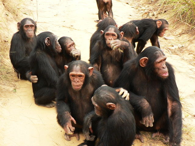 Chimpanzees