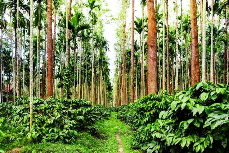 Taste Fresh Coffee In Coorg