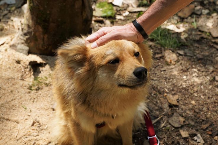 Spend a day basking in the unconditional love of little puppies