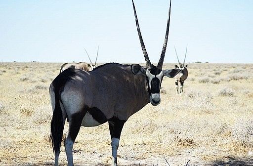 Wildlife Safari Destinations in the World