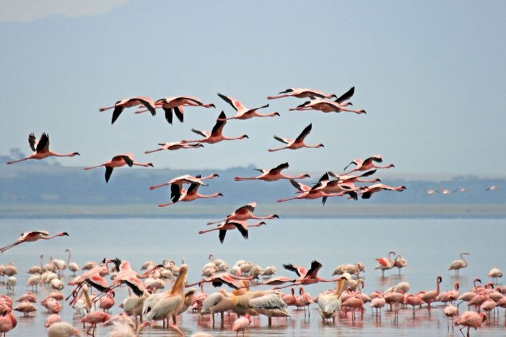 Exciting trip to the pink lake: Lake Nakuru