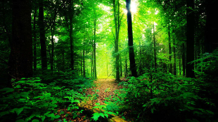 List of Forests In India