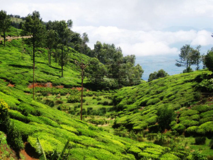 Glen Morgan Tea Estate