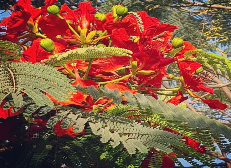 Gulmohar