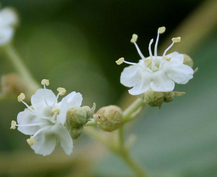 Time of visiting the teak Museum