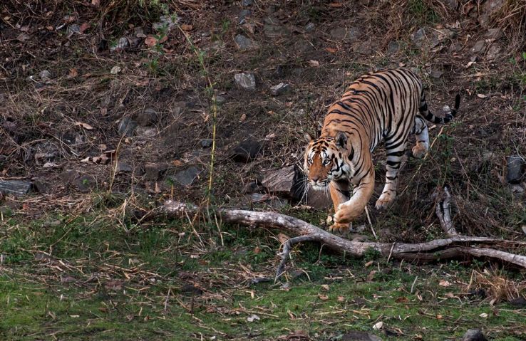 Jim Corbett National Park